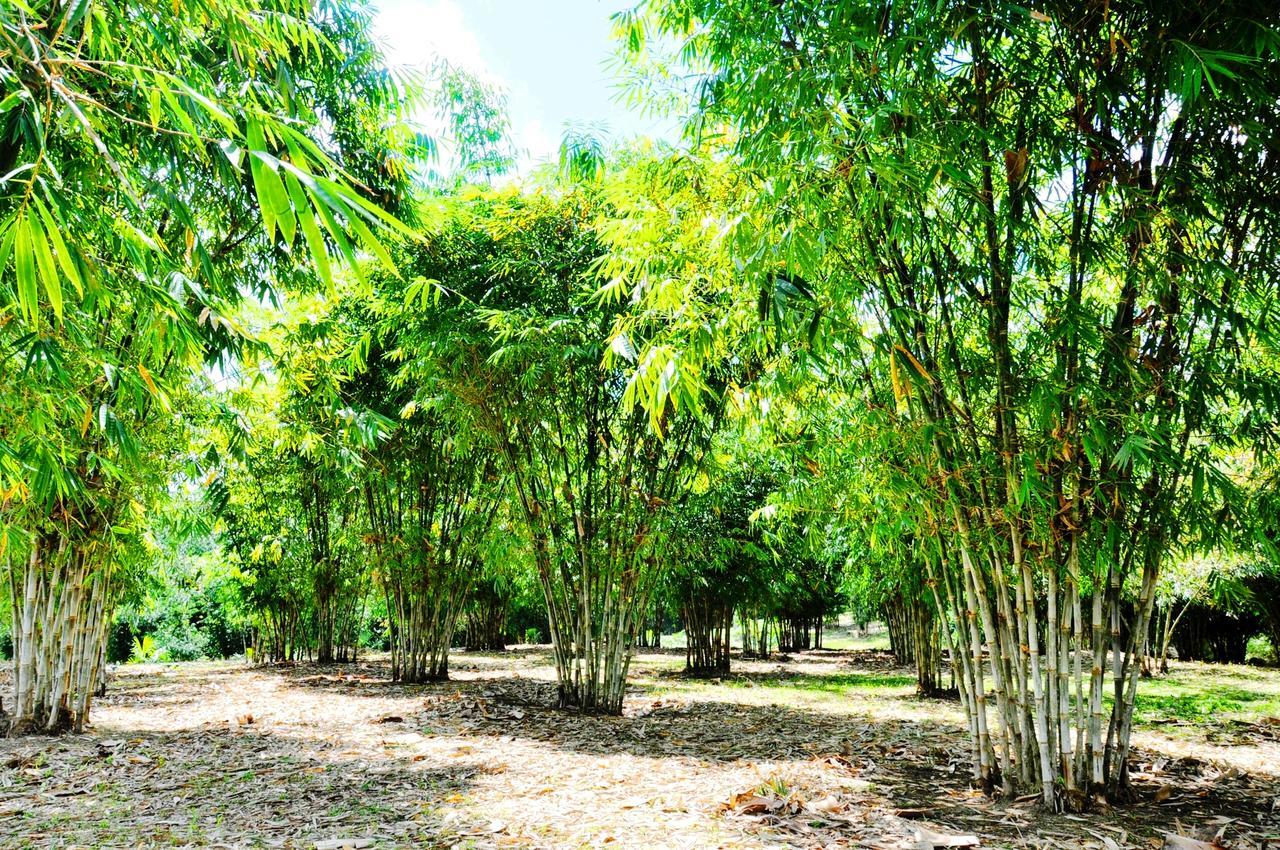 Hosteria Finca El Pigual Puyo Eksteriør bilde