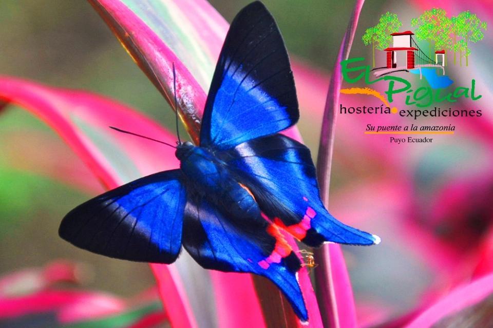 Hosteria Finca El Pigual Puyo Eksteriør bilde